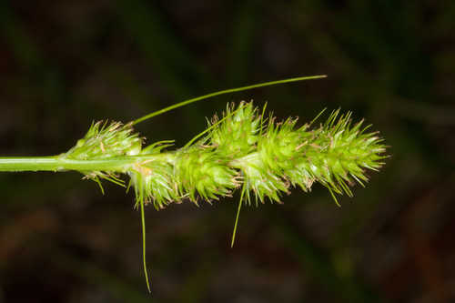 Carex fissa var. aristata #33